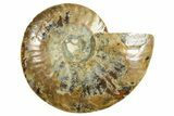 Cut & Polished Ammonite Fossil (Half) - Madagascar #369603-1